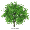 tree11.png