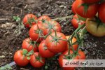 Buy-greenhouse-tomato-seeds.jpg