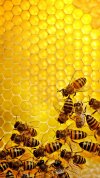 HD-wallpaper-bee-background-bees-honey-honeycomb-orange.jpg