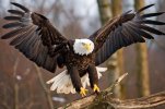 photo-bald-eagle-with-wings-halfextended-gliding-meadow_974629-279889.jpg