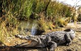 تمساح-ایرانی،-گاندو.jpg