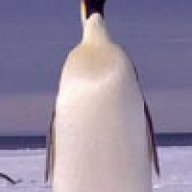 Emperor Penguin