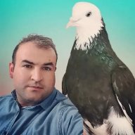 mojtabaranaii