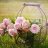 آتوسا77